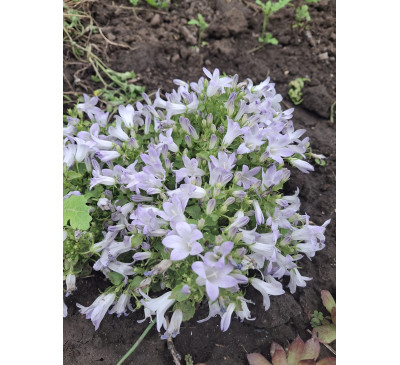 Дзвіночок Портеншлага Liselotte  ( PORTENSHLAGA Liselotte)
